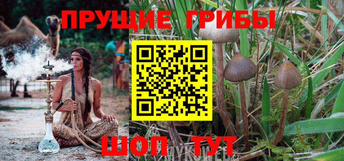 Рубцовск  Псилоцибиновые грибы Magic Shrooms  Вход с VPN  Галлюциногенные грибы Psilocybine cubensis 